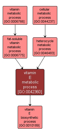 GO:0042360 - vitamin E metabolic process (interactive image map)