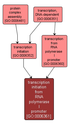GO:0006361 - transcription initiation from RNA polymerase I promoter (interactive image map)