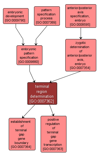 GO:0007362 - terminal region determination (interactive image map)