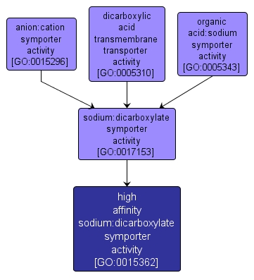 GO:0015362 - high affinity sodium:dicarboxylate symporter activity (interactive image map)