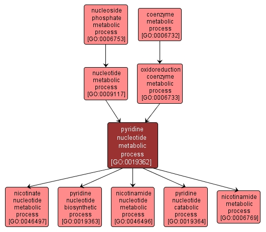 GO:0019362 - pyridine nucleotide metabolic process (interactive image map)