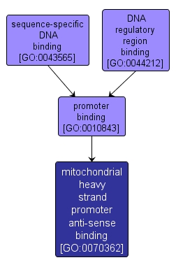 GO:0070362 - mitochondrial heavy strand promoter anti-sense binding (interactive image map)