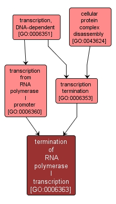 GO:0006363 - termination of RNA polymerase I transcription (interactive image map)