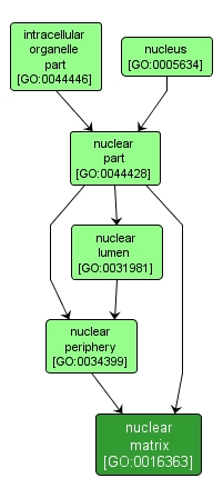 GO:0016363 - nuclear matrix (interactive image map)