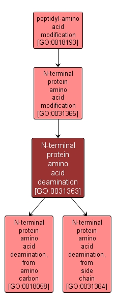 GO:0031363 - N-terminal protein amino acid deamination (interactive image map)