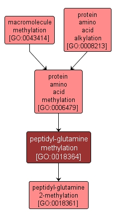 GO:0018364 - peptidyl-glutamine methylation (interactive image map)