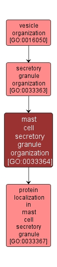 GO:0033364 - mast cell secretory granule organization (interactive image map)