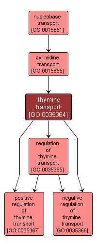 GO:0035364 - thymine transport (interactive image map)