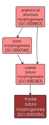 GO:0060364 - frontal suture morphogenesis (interactive image map)