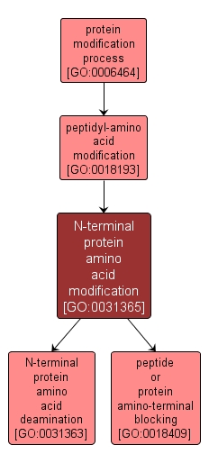 GO:0031365 - N-terminal protein amino acid modification (interactive image map)