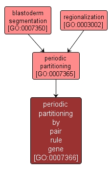 GO:0007366 - periodic partitioning by pair rule gene (interactive image map)