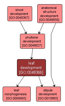 GO:0048366 - leaf development (interactive image map)