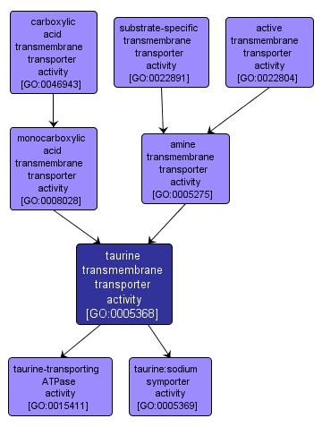 GO:0005368 - taurine transmembrane transporter activity (interactive image map)
