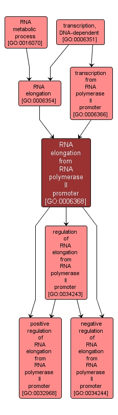 GO:0006368 - RNA elongation from RNA polymerase II promoter (interactive image map)