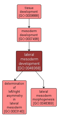 GO:0048368 - lateral mesoderm development (interactive image map)