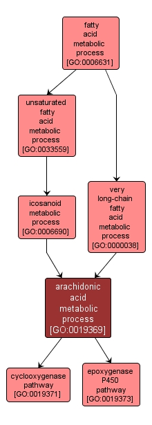 GO:0019369 - arachidonic acid metabolic process (interactive image map)