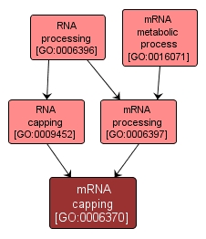 GO:0006370 - mRNA capping (interactive image map)