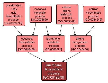 GO:0019370 - leukotriene biosynthetic process (interactive image map)