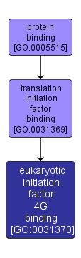 GO:0031370 - eukaryotic initiation factor 4G binding (interactive image map)