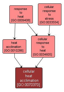 GO:0070370 - cellular heat acclimation (interactive image map)