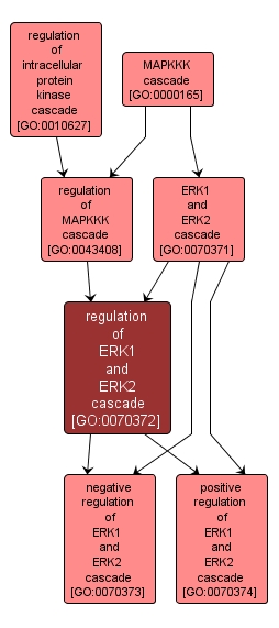 GO:0070372 - regulation of ERK1 and ERK2 cascade (interactive image map)