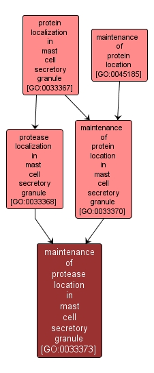 GO:0033373 - maintenance of protease location in mast cell secretory granule (interactive image map)