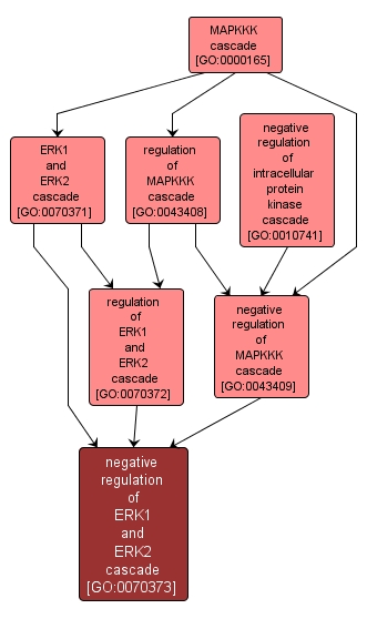 GO:0070373 - negative regulation of ERK1 and ERK2 cascade (interactive image map)