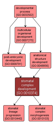 GO:0010374 - stomatal complex development (interactive image map)