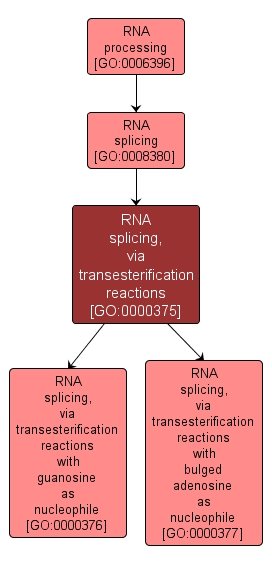 GO:0000375 - RNA splicing, via transesterification reactions (interactive image map)