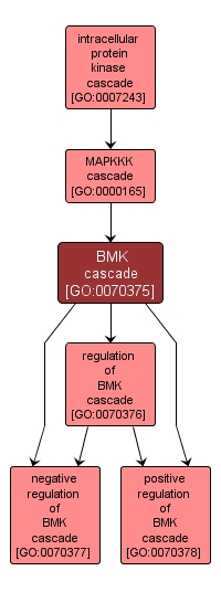 GO:0070375 - BMK cascade (interactive image map)