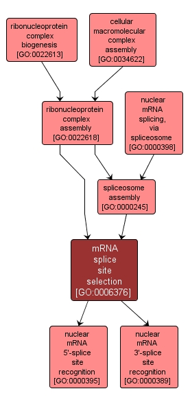 GO:0006376 - mRNA splice site selection (interactive image map)