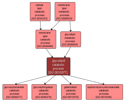 GO:0019377 - glycolipid catabolic process (interactive image map)