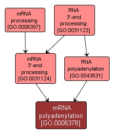 GO:0006378 - mRNA polyadenylation (interactive image map)