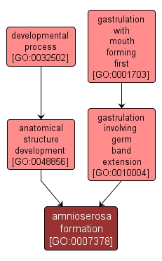 GO:0007378 - amnioserosa formation (interactive image map)