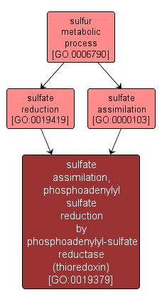 GO:0019379 - sulfate assimilation, phosphoadenylyl sulfate reduction by phosphoadenylyl-sulfate reductase (thioredoxin) (interactive image map)