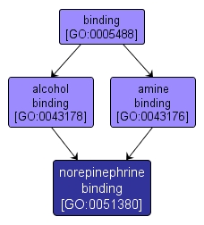 GO:0051380 - norepinephrine binding (interactive image map)
