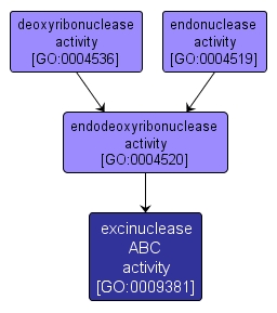 GO:0009381 - excinuclease ABC activity (interactive image map)