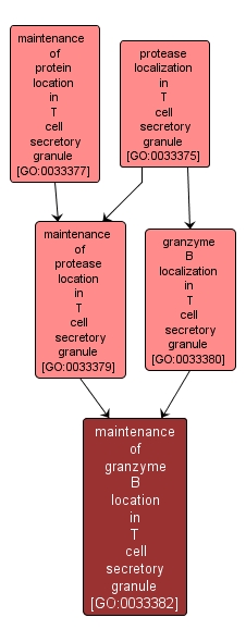 GO:0033382 - maintenance of granzyme B location in T cell secretory granule (interactive image map)