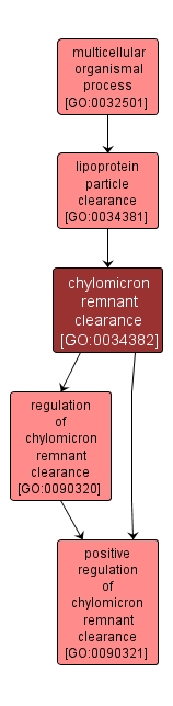 GO:0034382 - chylomicron remnant clearance (interactive image map)