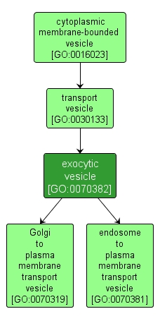 GO:0070382 - exocytic vesicle (interactive image map)