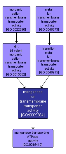 GO:0005384 - manganese ion transmembrane transporter activity (interactive image map)
