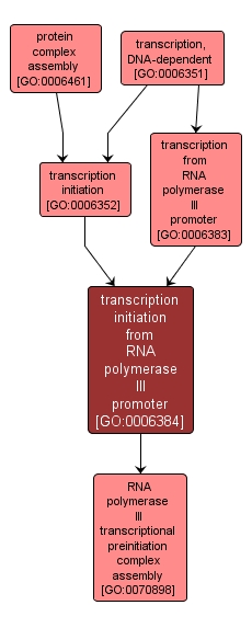 GO:0006384 - transcription initiation from RNA polymerase III promoter (interactive image map)