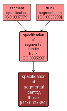 GO:0007384 - specification of segmental identity, thorax (interactive image map)