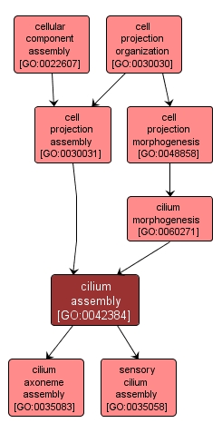 GO:0042384 - cilium assembly (interactive image map)