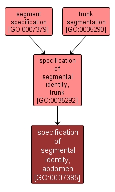 GO:0007385 - specification of segmental identity, abdomen (interactive image map)
