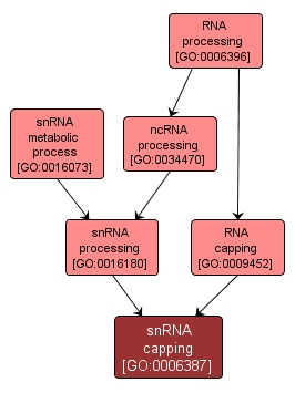 GO:0006387 - snRNA capping (interactive image map)