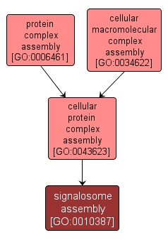 GO:0010387 - signalosome assembly (interactive image map)