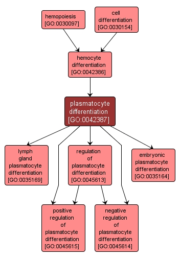 GO:0042387 - plasmatocyte differentiation (interactive image map)