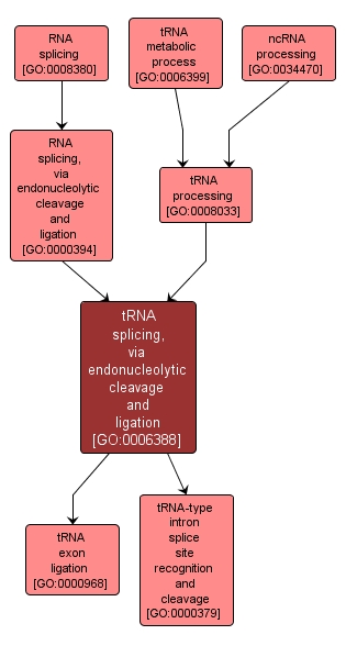 GO:0006388 - tRNA splicing, via endonucleolytic cleavage and ligation (interactive image map)