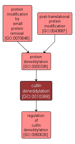 GO:0010388 - cullin deneddylation (interactive image map)